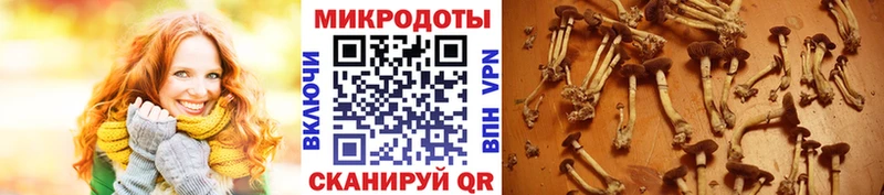 Псилоцибиновые грибы прущие грибы  Хадыженск 